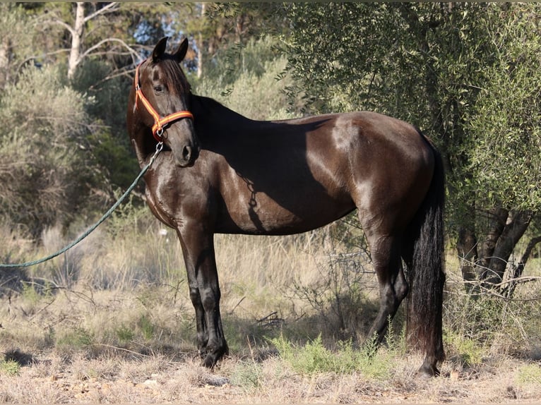 Andaluces Yegua 15 años 160 cm Negro in Valencia