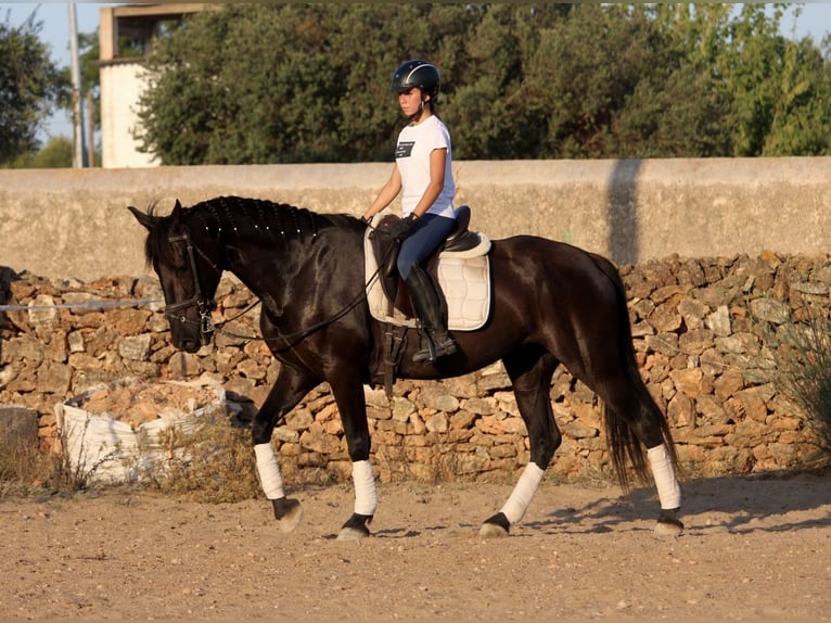 Andaluces Yegua 15 años 160 cm Negro in Valencia