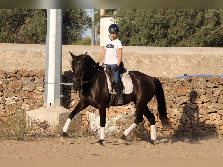 Andaluces Yegua 15 años 160 cm Negro in Valencia