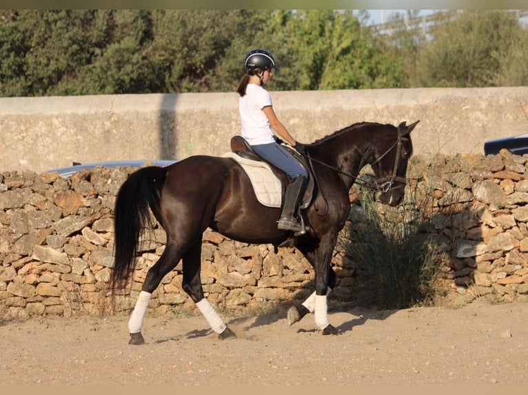 Andaluces Yegua 15 años 160 cm Negro in Valencia