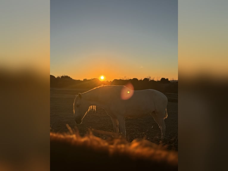 Andaluces Yegua 16 años 165 cm Porcelana in Ellerhoop