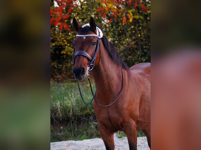 Andaluces Mestizo Yegua 17 años 153 cm Castaño in Elztal