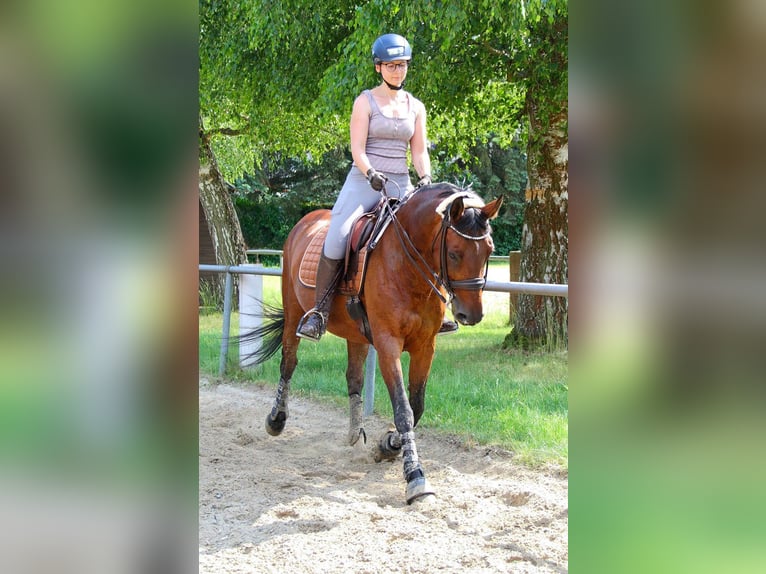 Andaluces Mestizo Yegua 17 años 153 cm Castaño in Elztal