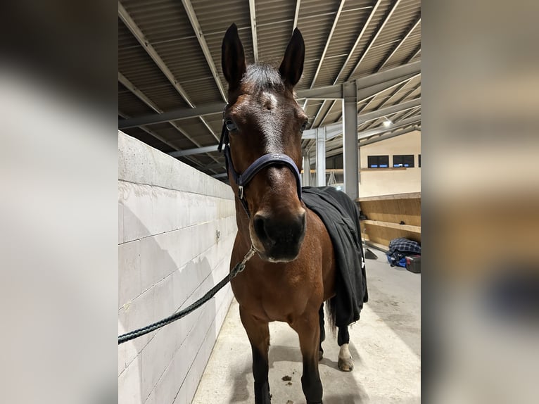 Andaluces Mestizo Yegua 17 años 153 cm Castaño in Elztal