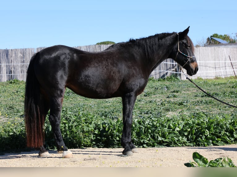 Andaluces Yegua 18 años 157 cm Morcillo in Barbate (San Ambrosio)