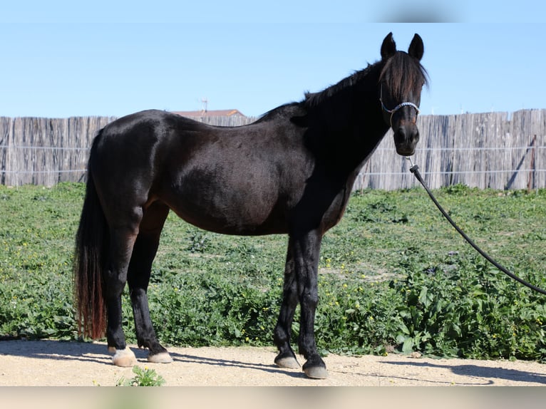 Andaluces Yegua 18 años 157 cm Morcillo in Barbate (San Ambrosio)