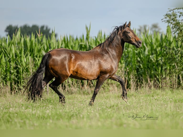 Andaluces Yegua 18 años 160 cm Morcillo in Jülich