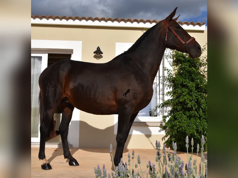 Andaluces Yegua 19 años 158 cm Castaño in Menorca