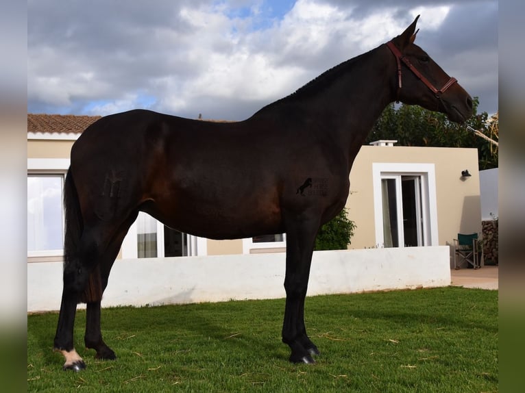 Andaluces Yegua 19 años 158 cm Castaño in Menorca