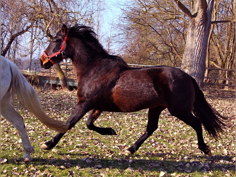 Andaluces Yegua 19 años 160 cm Morcillo in Jülich