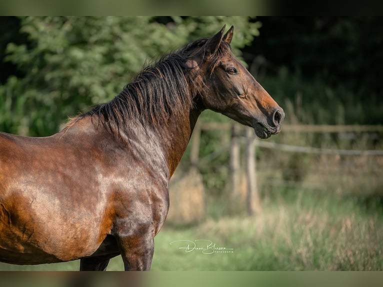 Andaluces Yegua 19 años 160 cm Morcillo in Jülich