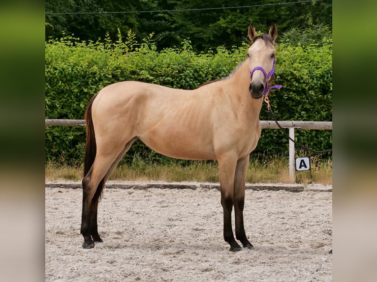 Andaluces Yegua 1 año 133 cm Bayo in Neustadt (Wied)