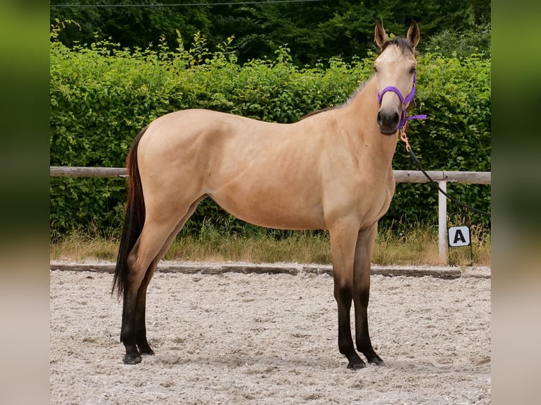 Andaluces Yegua 1 año 133 cm Bayo in Neustadt (Wied)