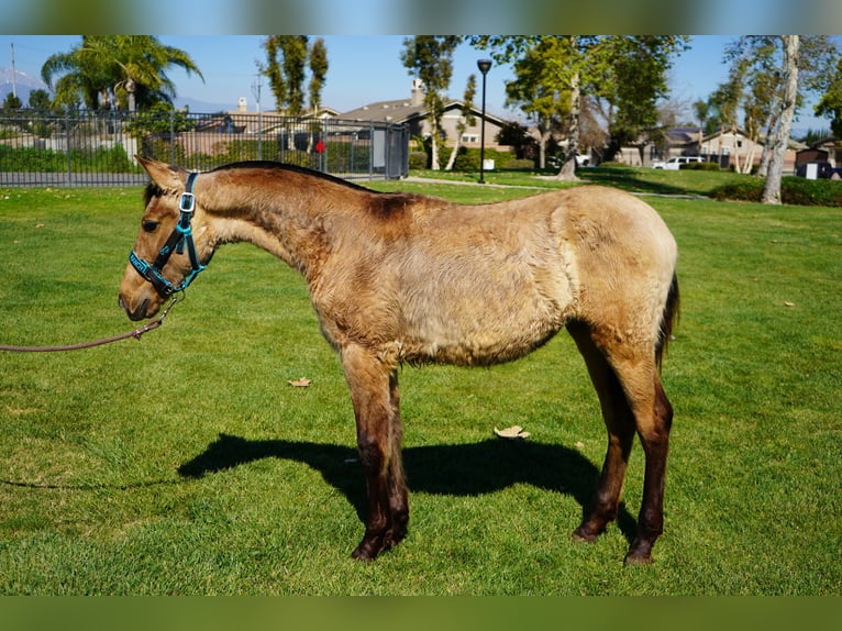 Andaluces Yegua 1 año 142 cm Buckskin/Bayo in Corona, CA