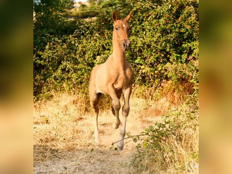 Andaluces Yegua 1 año 145 cm Alazán in Navalperal De Pinares