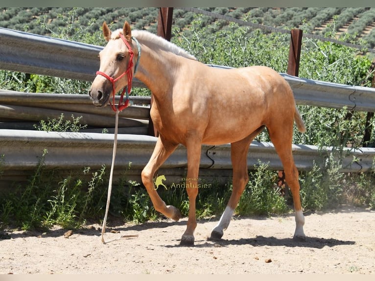 Andaluces Yegua 1 año 147 cm Palomino in Provinz Cordoba
