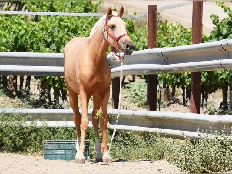 Andaluces Yegua 1 año 147 cm Palomino in Provinz Cordoba