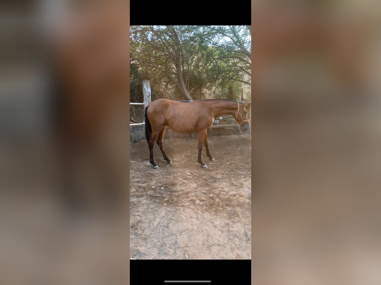 Andaluces Yegua 1 año 150 cm Castaño in Alcolea Del Rio