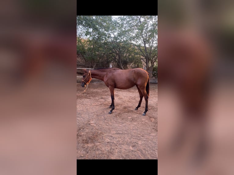 Andaluces Yegua 1 año 150 cm Castaño in Alcolea Del Rio