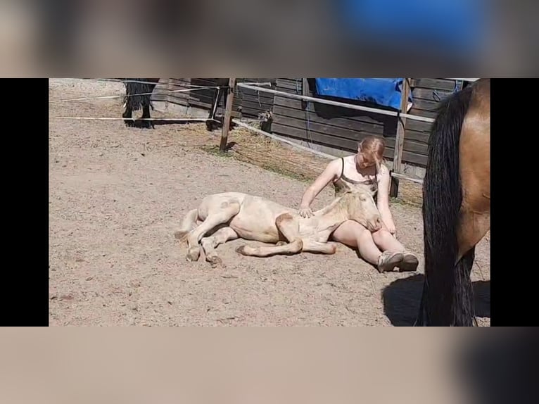 Andaluces Mestizo Yegua 1 año 150 cm Cremello in Emmer-Compascuum