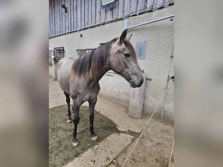 Andaluces Yegua 1 año 150 cm Tordo ruano in Puchheim