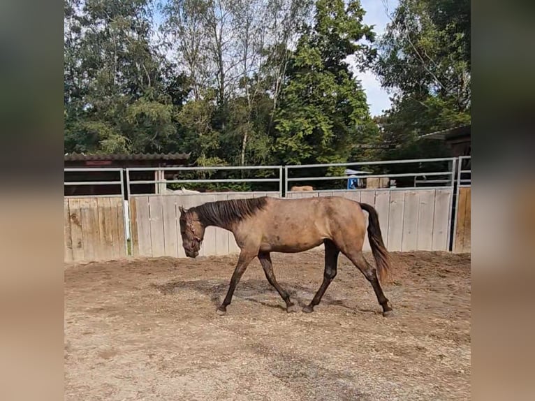 Andaluces Yegua 1 año 150 cm Tordo ruano in Puchheim