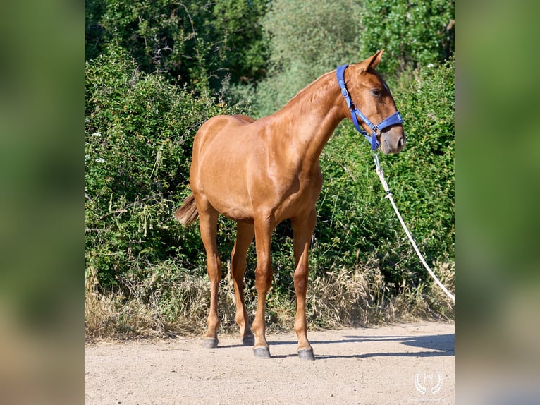 Andaluces Yegua 1 año 155 cm Alazán rojizo in Navalperal De Pinares
