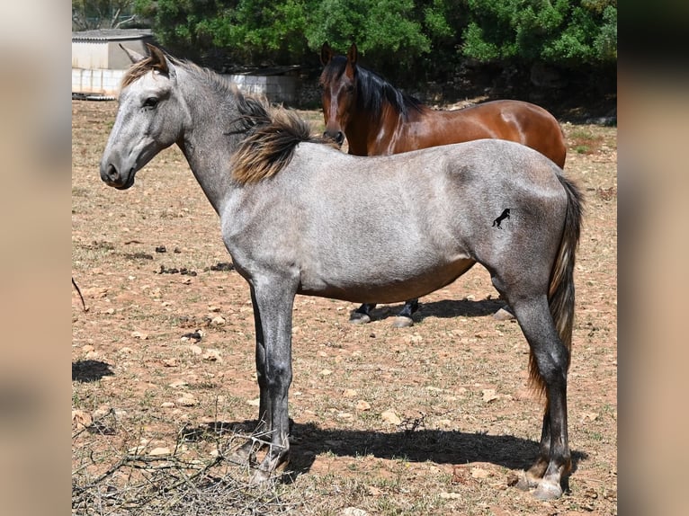 Andaluces Yegua 1 año 155 cm Tordo in Menorca