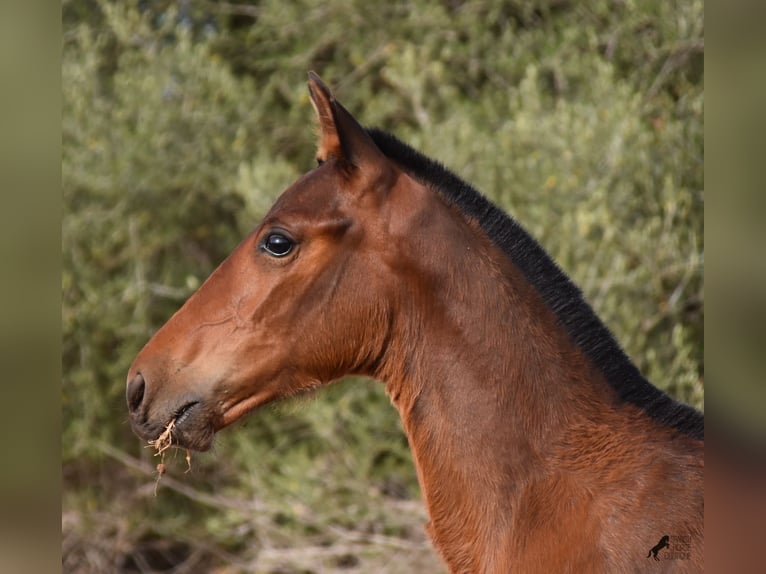 Andaluces Yegua 1 año 158 cm Castaño in Menorca