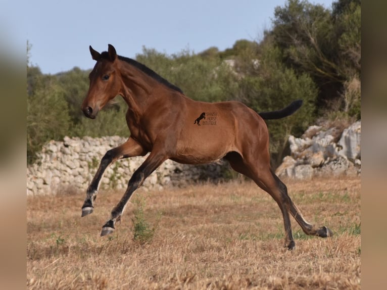 Andaluces Yegua 1 año 158 cm Castaño in Menorca