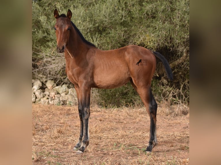 Andaluces Yegua 1 año 158 cm Castaño in Menorca