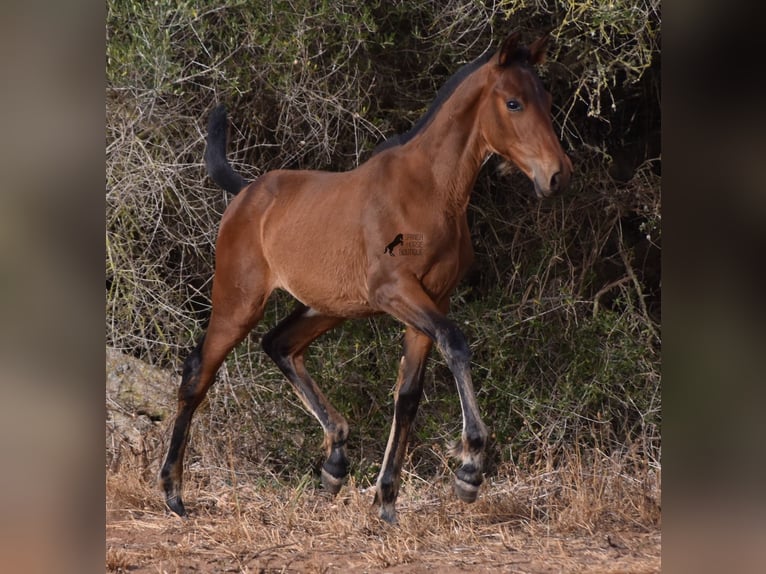 Andaluces Yegua 1 año 158 cm Castaño in Menorca