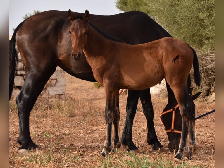 Andaluces Yegua 1 año 158 cm Castaño in Menorca