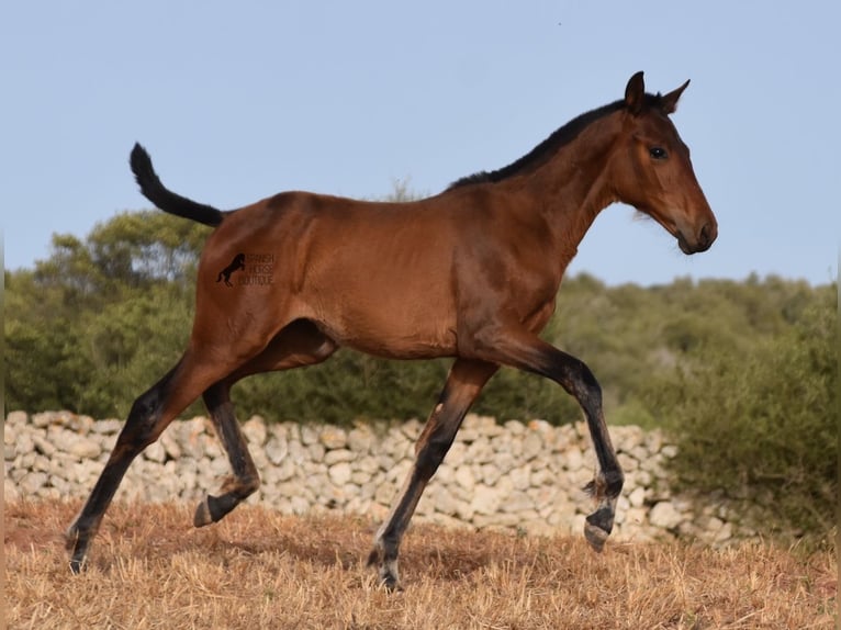 Andaluces Yegua 1 año 158 cm Castaño in Menorca