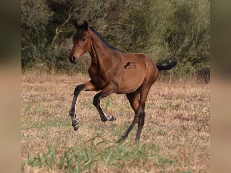 Andaluces Yegua 1 año 158 cm Castaño in Menorca