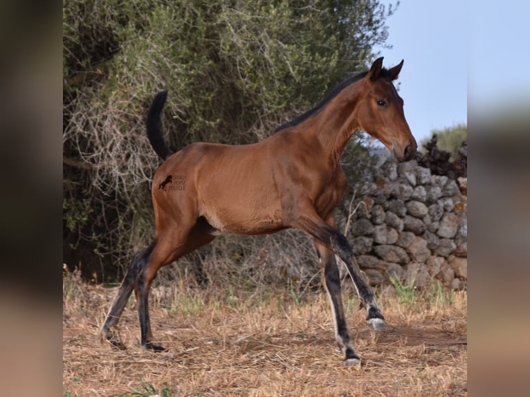 Andaluces Yegua 1 año 158 cm Castaño in Menorca