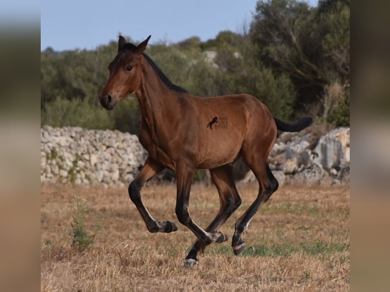 Andaluces Yegua 1 año 158 cm Castaño in Menorca