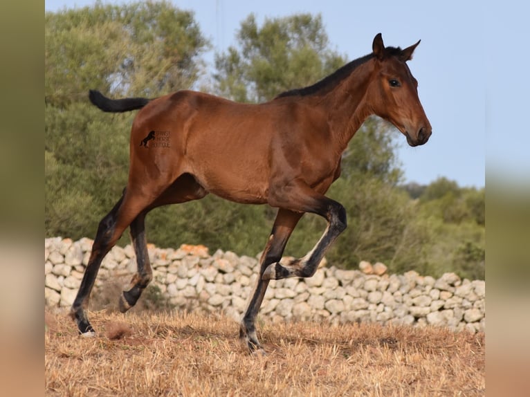 Andaluces Yegua 1 año 158 cm Castaño in Menorca