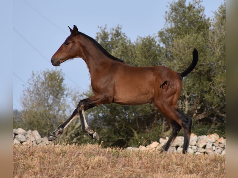 Andaluces Yegua 1 año 158 cm Castaño in Menorca