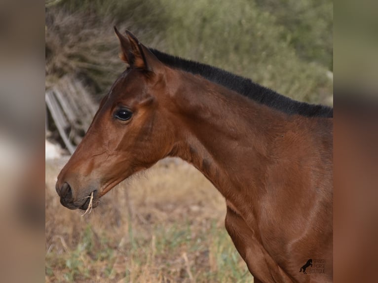 Andaluces Yegua 1 año 158 cm Castaño in Menorca