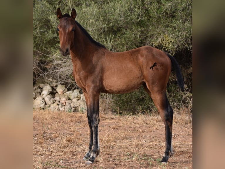 Andaluces Yegua 1 año 158 cm Castaño in Menorca