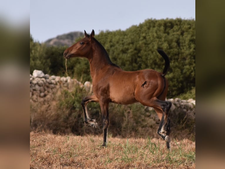 Andaluces Yegua 1 año 158 cm Castaño in Menorca