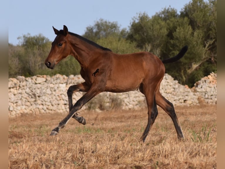 Andaluces Yegua 1 año 158 cm Castaño in Menorca