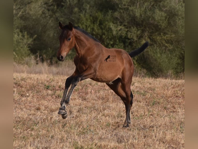 Andaluces Yegua 1 año 158 cm Castaño in Menorca