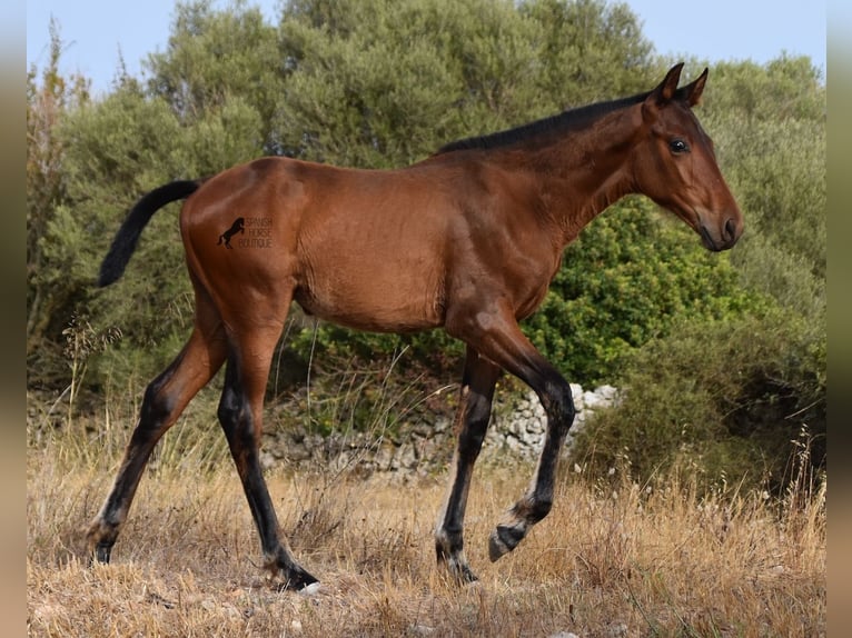 Andaluces Yegua 1 año 158 cm Castaño in Menorca