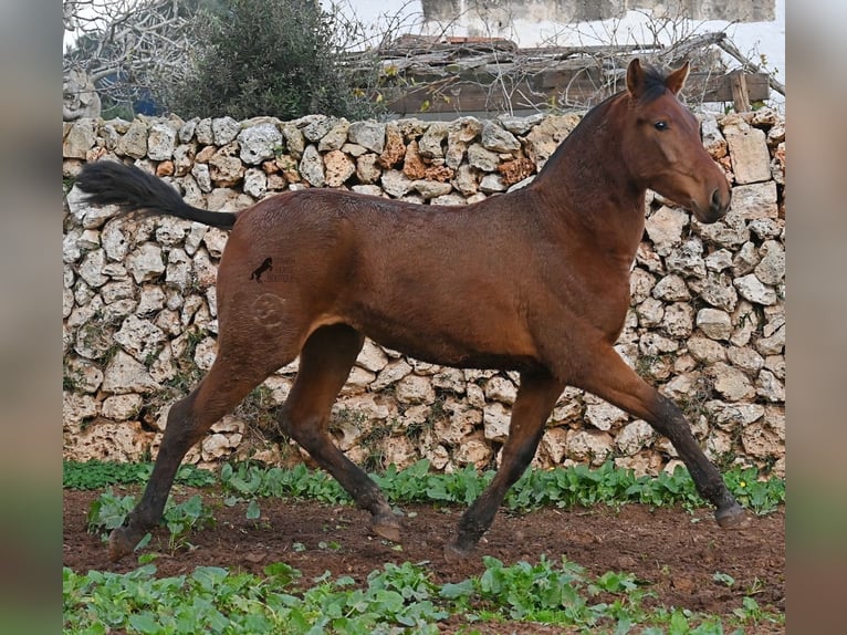 Andaluces Yegua 1 año 160 cm Castaño in Menorca