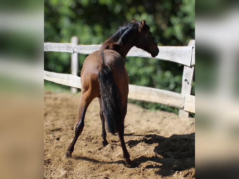 Andaluces Yegua 1 año 162 cm Castaño in Rerik