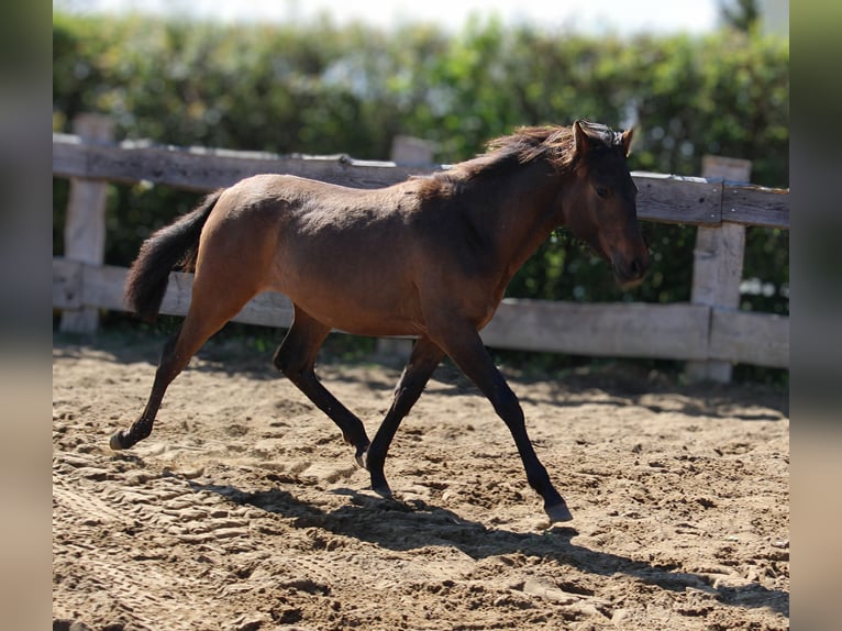 Andaluces Yegua 1 año 162 cm Castaño in Rerik