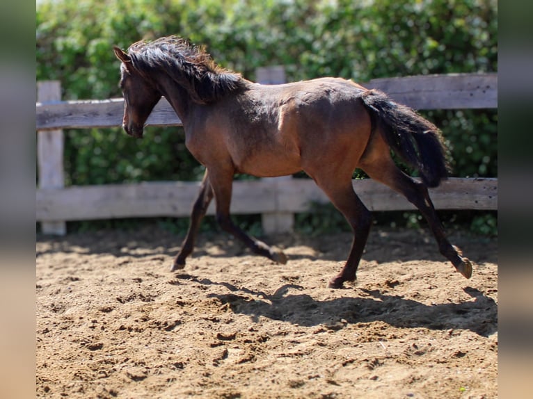 Andaluces Yegua 1 año 162 cm Castaño in Rerik