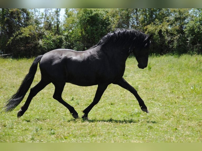 Andaluces Yegua 1 año 163 cm Negro in Leon